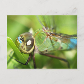 Dragonfly Postcard