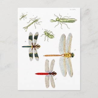 dragonfly postcard
