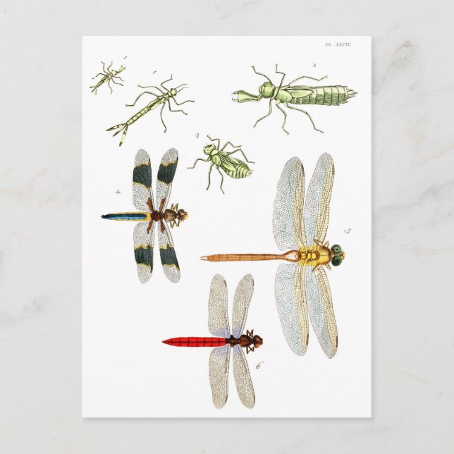 dragonfly postcard (Front)