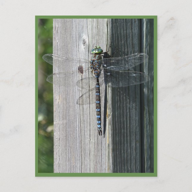 Dragonfly Postcard (Front)