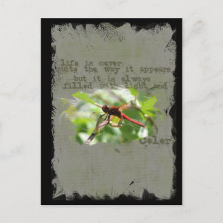 Dragonfly Postcard