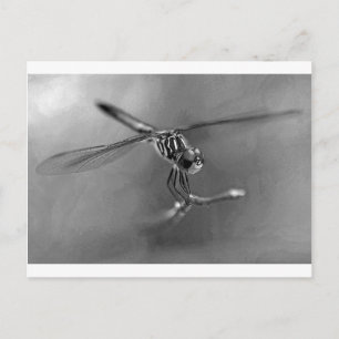 Dragonfly Postcard