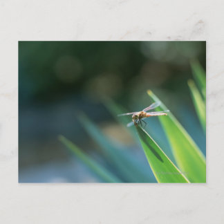 Dragonfly Postcard