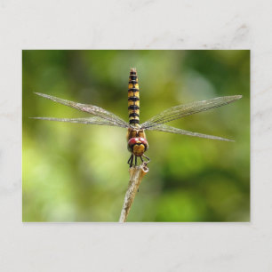 Dragonfly Postcard