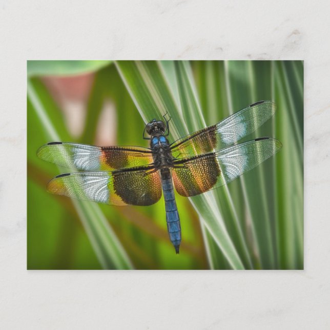 Dragonfly Postcard (Front)