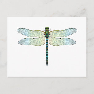 DragonFly Postcard