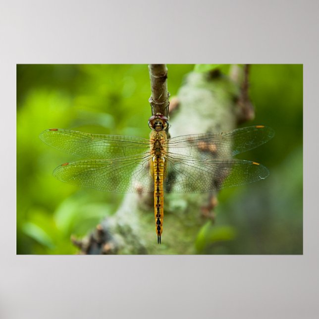 dragonfly poster (Front)