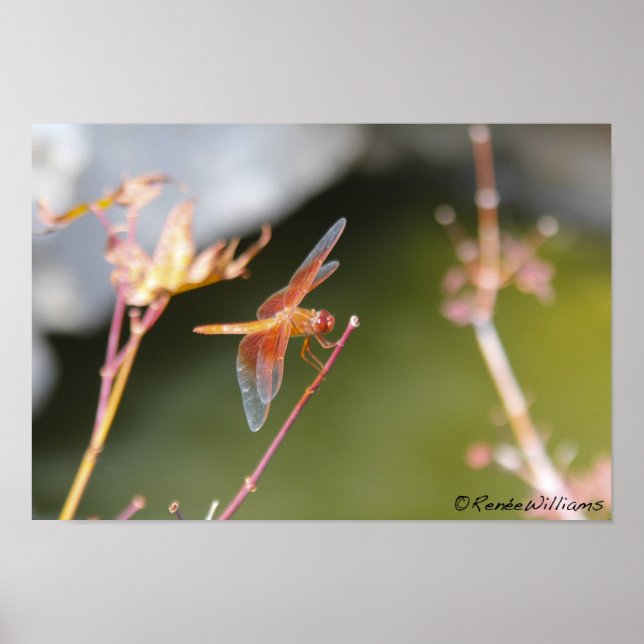 Dragonfly Poster (Front)