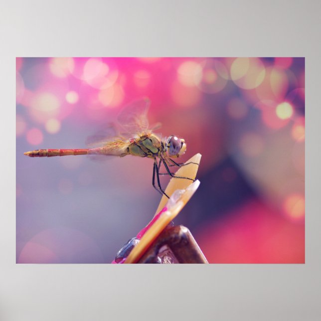 Dragonfly Poster (Front)