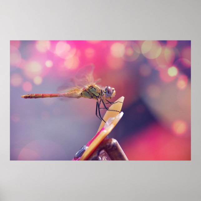 Dragonfly Poster (Front)