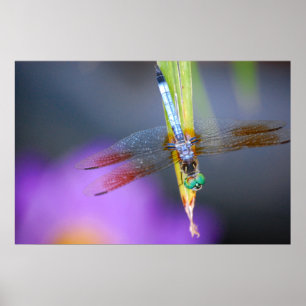 Dragonfly  - poster / print