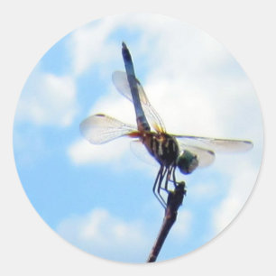 Dragonfly ~ Prepare for Take-off Classic Round Sticker