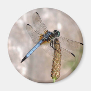 Dragonfly /Round Magnet