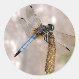 Dragonfly / Round Stickers