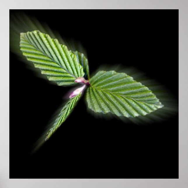 Dragonfly shaped leaves poster (Front)