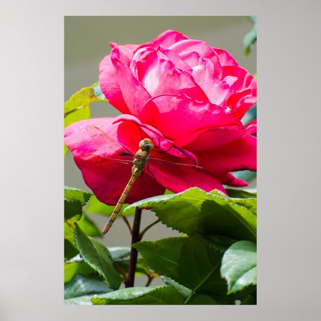 Dragonfly sitting on the red rose flower poster (Front)