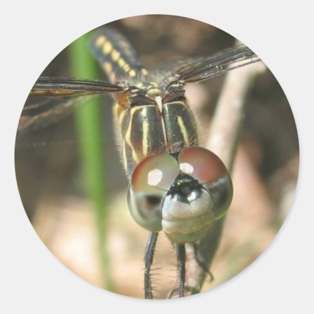 "Dragonfly Smile" Sticker Sheet (Front)