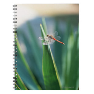 Dragonfly Spiral Notebook