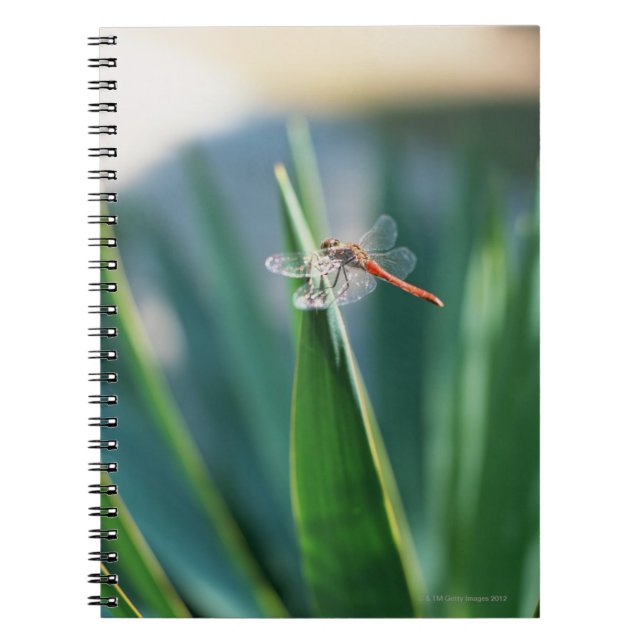 Dragonfly Spiral Notebook (Front)