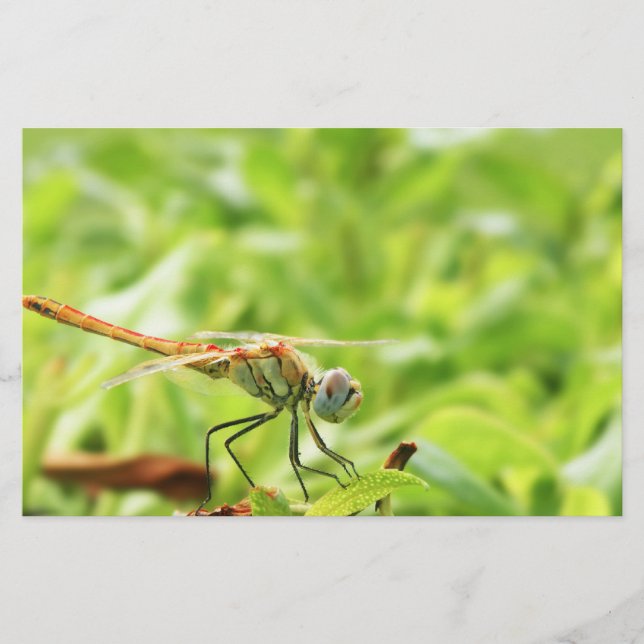 Dragonfly Stationery (Front)