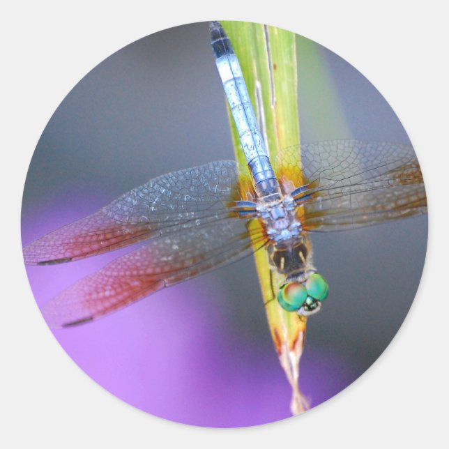 Dragonfly - stickers (Front)