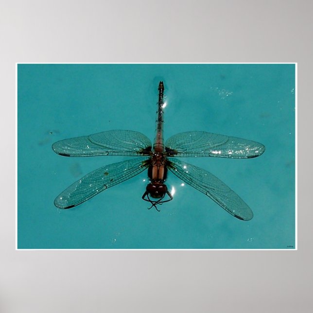 Dragonfly Still Life 1 Poster (Front)