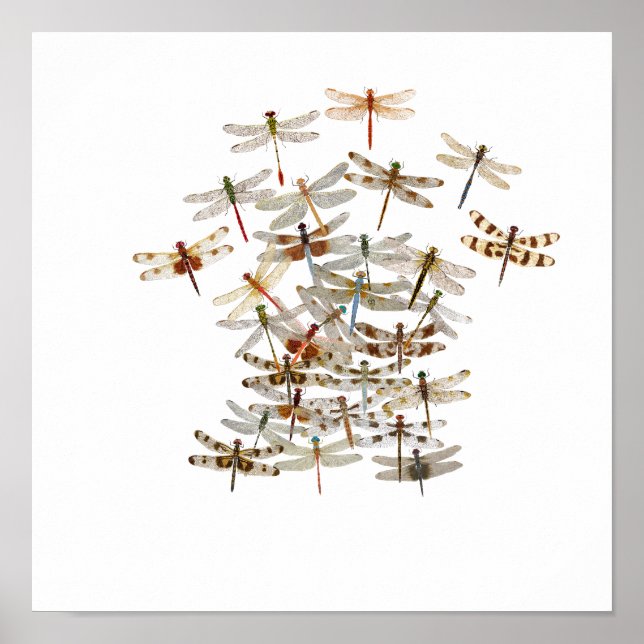 Dragonfly Swarm Poster (Front)