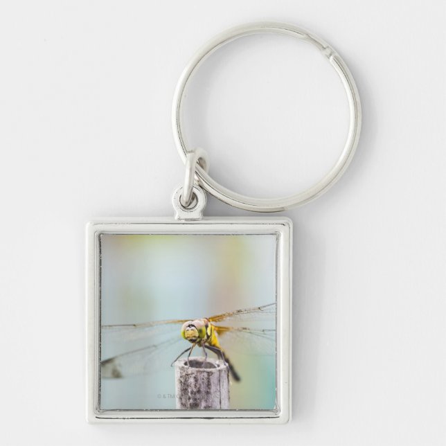 Dragonfly (Sympetrum infuscatum) 2 Key Ring (Front)
