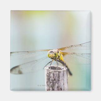 Dragonfly (Sympetrum infuscatum) 2 Magnet