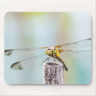 Dragonfly (Sympetrum infuscatum) 2 Mouse Pad