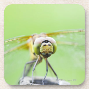 Dragonfly (Sympetrum infuscatum) Coaster