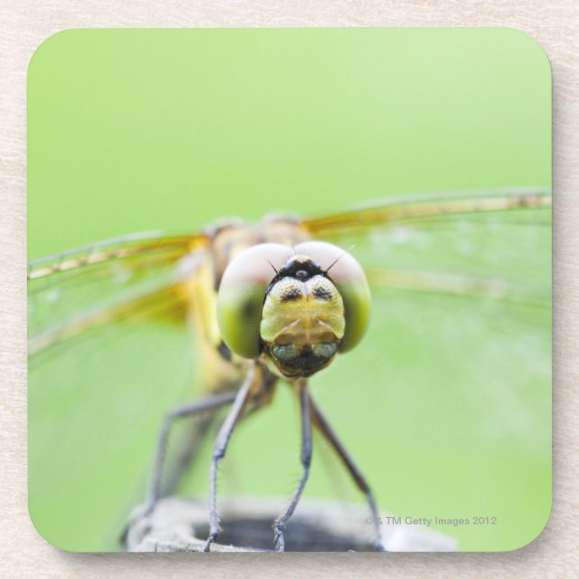 Dragonfly (Sympetrum infuscatum) Coaster (Front)