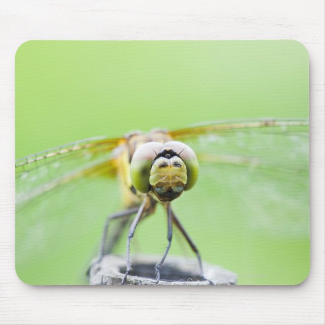 Dragonfly (Sympetrum infuscatum) Mouse Pad (Front)