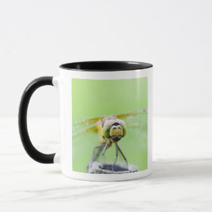 Dragonfly (Sympetrum infuscatum) Mug
