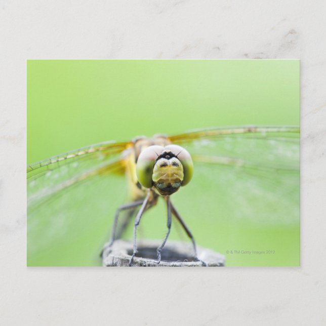 Dragonfly (Sympetrum infuscatum) Postcard (Front)