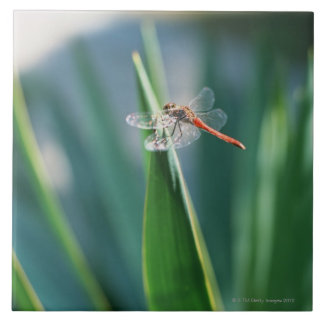 Dragonfly Tile