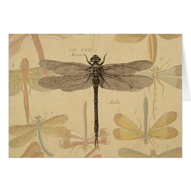 Dragonfly Vintage Antique Classic Nature (Front Horizontal)