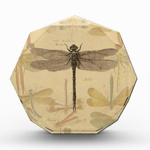 Dragonfly Vintage Antique Classic Nature Acrylic Award