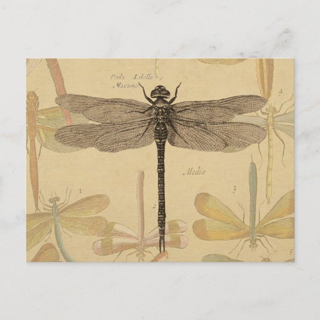 Dragonfly Vintage Antique Classic Nature Postcard (Front)