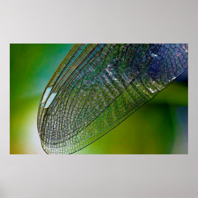 Dragonfly wings nature close insect poster (Front)