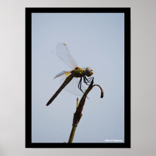 Dragonfly with Cane Stick Portrait Poster