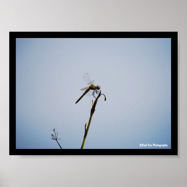 Dragonfly with Cane Stick Poster (Front)