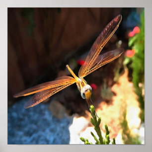 Dragonfly With Sunlight Gilded Wings Poster