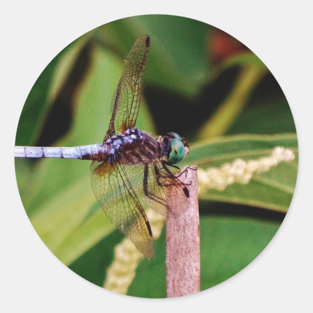 Dragonfly with white flowers classic round sticker (Front)