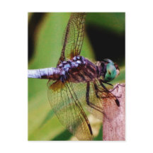 Dragonfly with white flowers