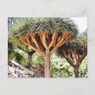 Dragons Blood Trees Postcard