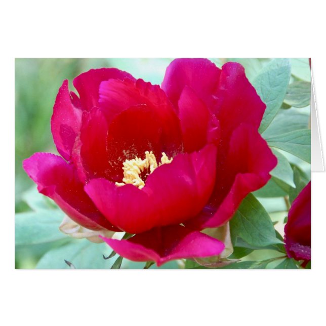 Dragons, TIgers and Peonies II (Front Horizontal)