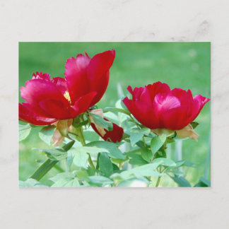 Dragons, Tigers and Peonies V Postcard