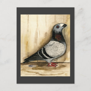Dragoon Pigeon Blue Grizzle Postcard