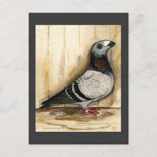 Dragoon Pigeon Blue Grizzle Postcard